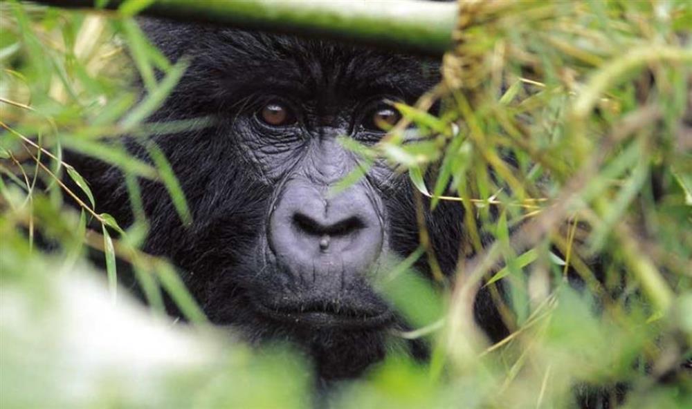 Sabyinyo Silverback Lodge